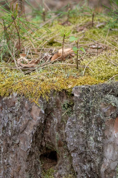 Junge Bäume Wachsen Aus Einem Toten Baumstamm — Stockfoto