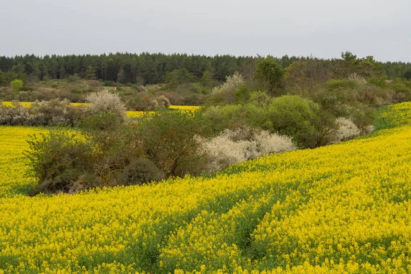 Landschaft Zur Sommerzeit — Stockfoto