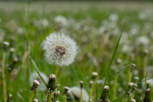 Pissenlit Dans Une Prairie — Photo