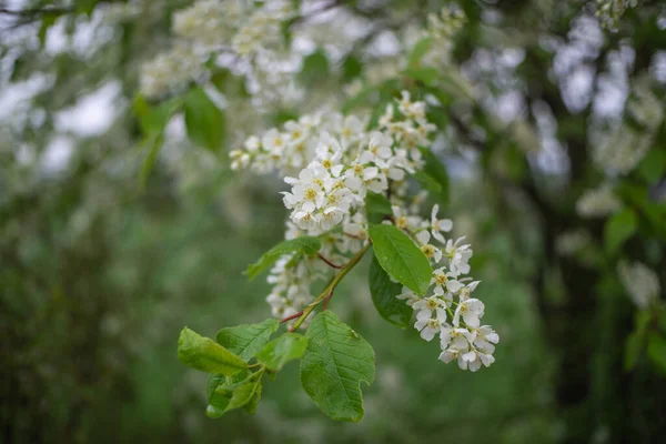 灌木上的小白花 — 图库照片