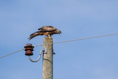 Kırmızı uçurtma uçuyor.