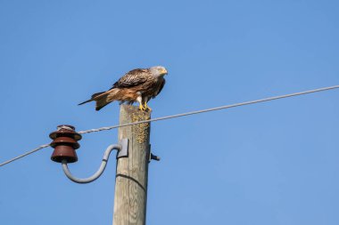 Kırmızı uçurtma uçuyor.