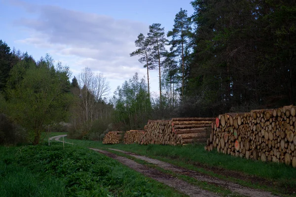 Houtkap Aan Rand Van Het Bos — Stockfoto