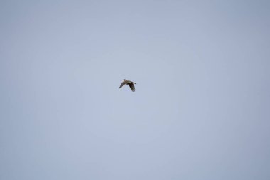 Kerkenez yiyecek arıyor.