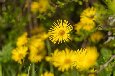 Bahçe yatağında buğday kökü çiçekleri