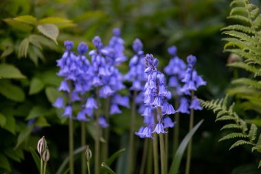 Çiçek tarhında çan çiçekleri