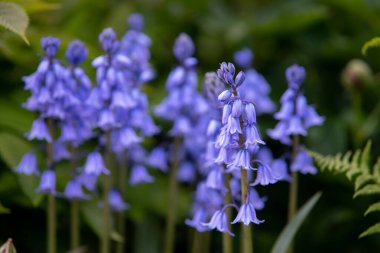 Çiçek tarhında çan çiçekleri