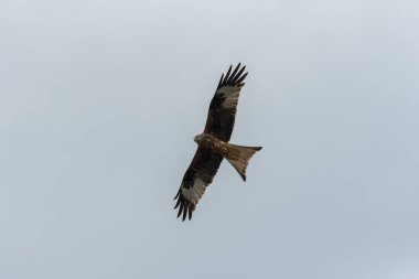 Kırmızı uçurtma uçuyor.