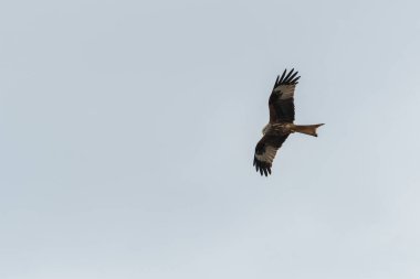 Kırmızı uçurtma uçuyor.