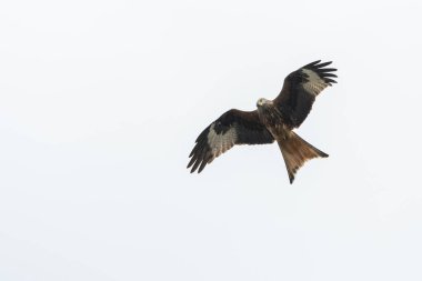 Kırmızı uçurtma uçuyor.