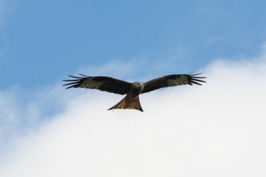 Kırmızı uçurtma uçuyor.