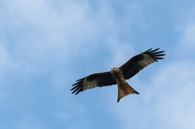 Kırmızı uçurtma uçuyor.