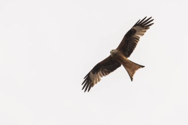 Kırmızı uçurtma uçuyor.