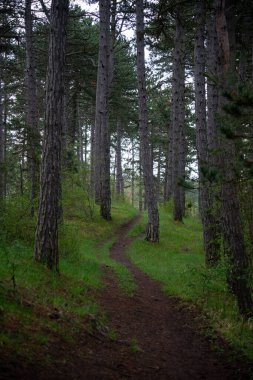 Yaz zamanı manzara.