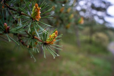 Kızıl uçlu siyah çam dalı