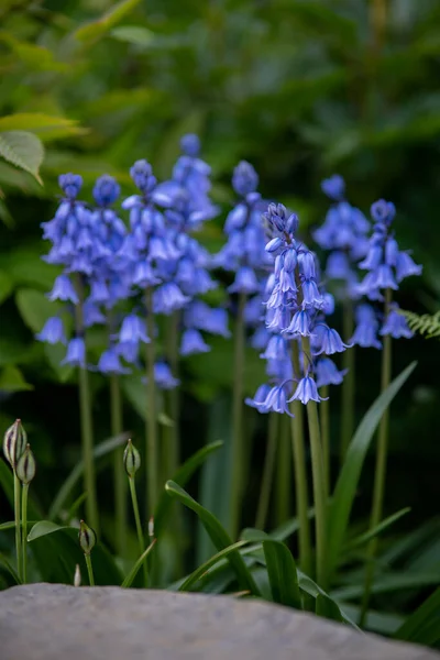 Bluebells Flower Bed — Stock Photo, Image