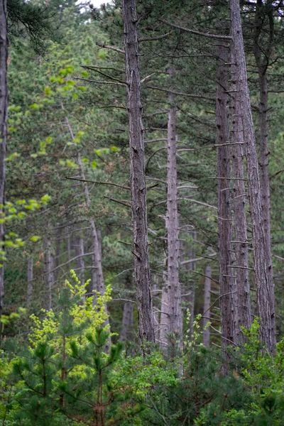 Paysage Heure Été — Photo