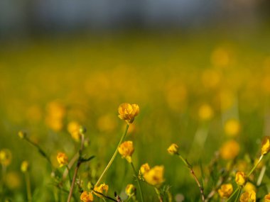 Düğünçiçeği otlağına yakın