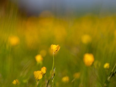 Düğünçiçeği otlağına yakın