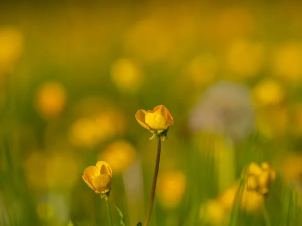 Sluiten Van Een Boterbloem Weide — Stockfoto