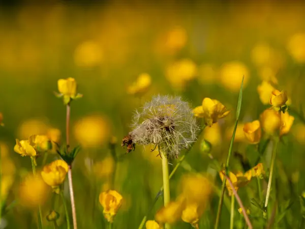 バターカップの牧草地の閉鎖 — ストック写真