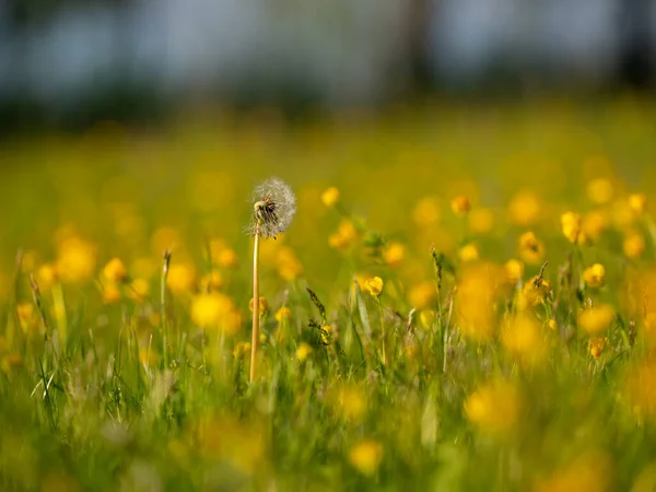 Nahaufnahme Einer Butterblumenwiese — Stockfoto