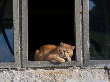 Kırmızı kedi pencerede oturuyor.