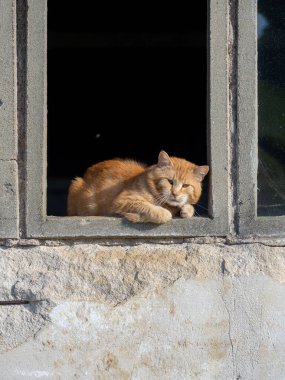 Kırmızı kedi pencerede oturuyor.