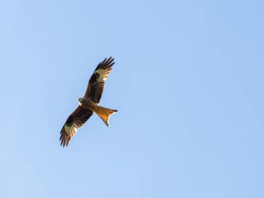 Kırmızı uçurtma uçuyor.