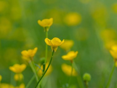 Düğünçiçeği otlağına yakın