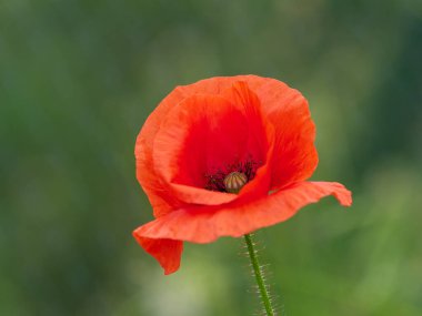 Su damlalı haşhaş çiçeği