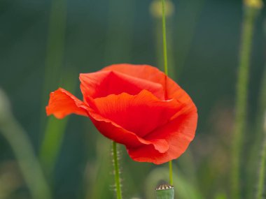 Su damlalı haşhaş çiçeği