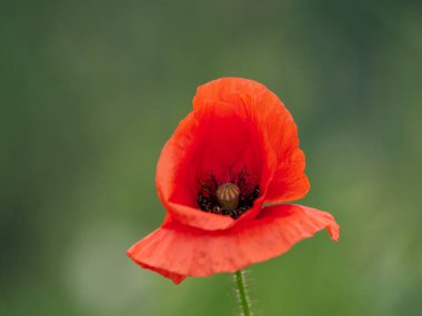 Su damlalı haşhaş çiçeği