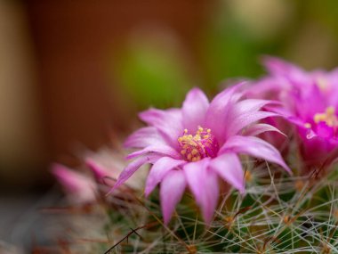 Küçük pembe kaktüs çiçeği