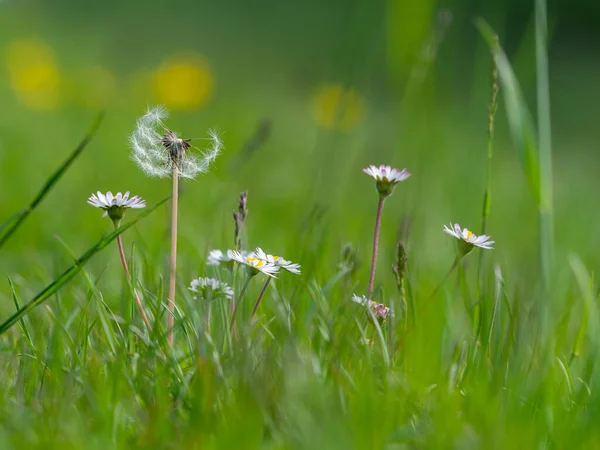 Dandelion Meadow — Stock Photo, Image