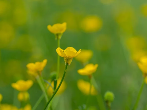 バターカップの牧草地の閉鎖 — ストック写真