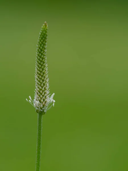 草甸中的广袤植物花 — 图库照片