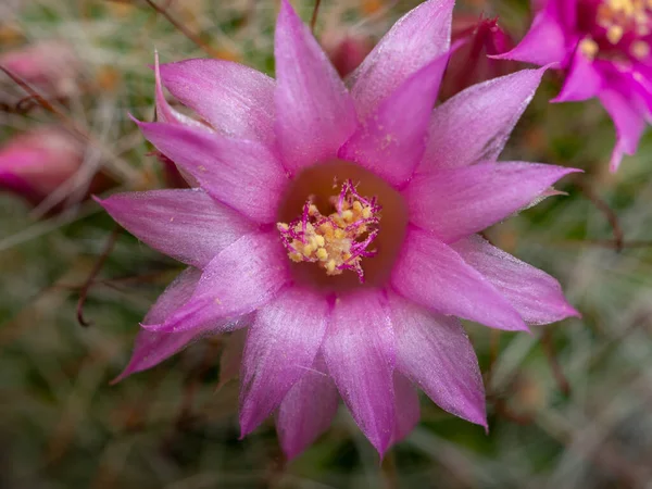 Pequeña Flor Cactus Rosa — Foto de Stock