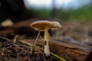 Çayırda küçük kahverengi mantar