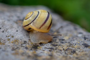 Küçük salyangoz bahçede hareket ediyor.
