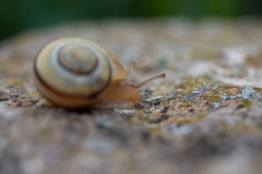 Küçük salyangoz bahçede hareket ediyor.