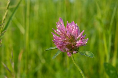Yonca çayırda çiçek açtı.