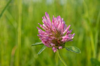 Yonca çayırda çiçek açtı.