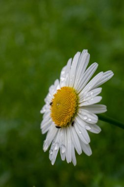 Baharda çayırda Daisy
