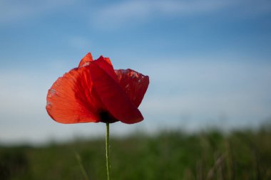 Su damlalı haşhaş çiçeği