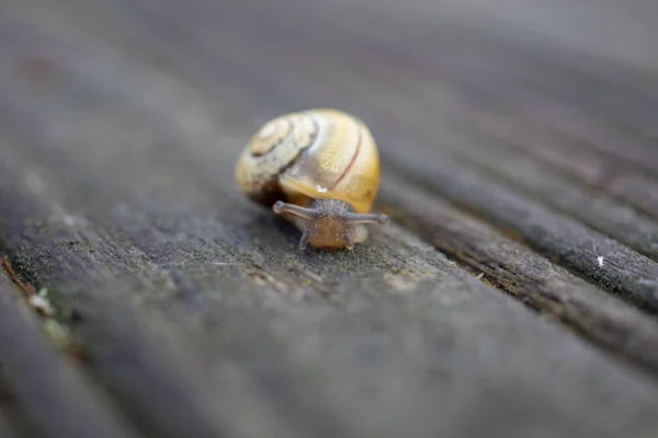 Liten Snigel Rörelse Trädgården — Stockfoto