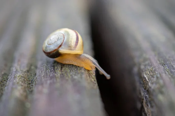 Little Snail Move Garden — Stock Photo, Image