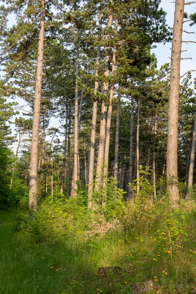 Landskap Sommaren — Stockfoto