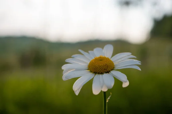 Daisy Louce Jaře — Stock fotografie