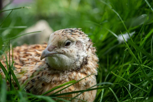 Kwartel Een Volière — Stockfoto